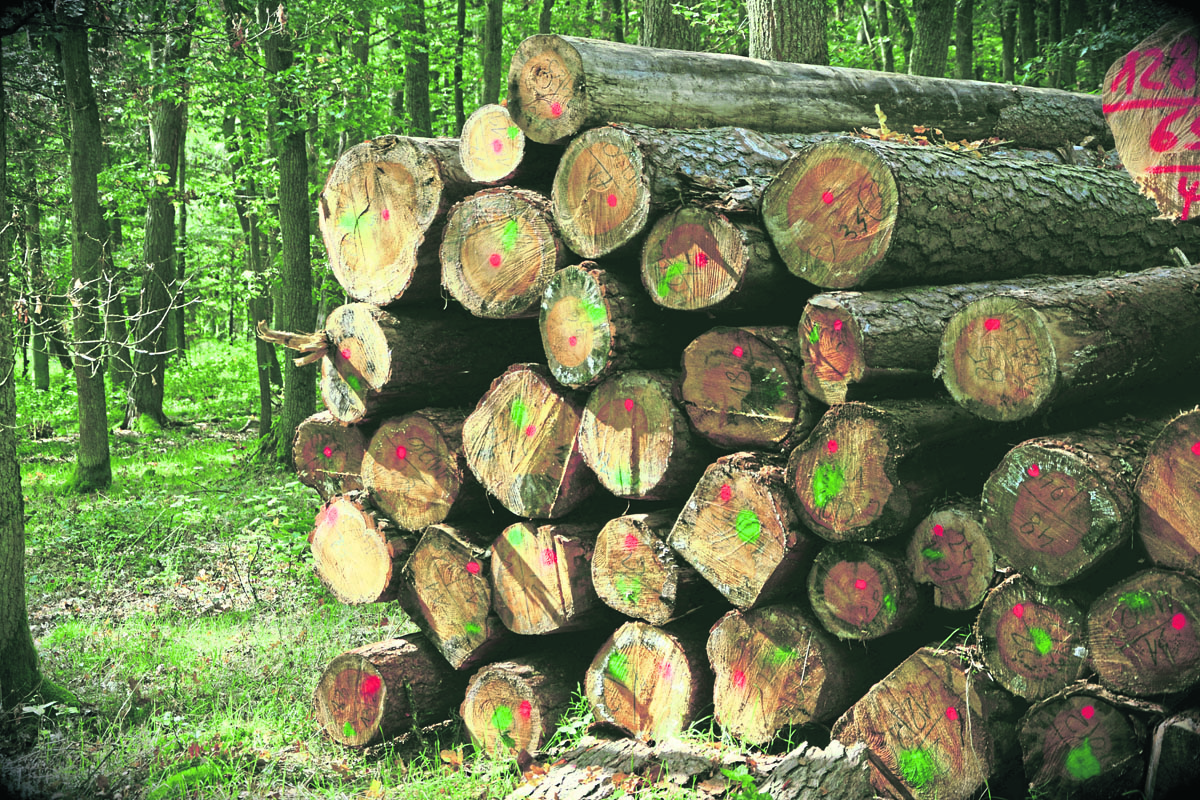 Etwa 14.000 Quadratkilometer Staatswald gibt es in Baden-Württemberg. Für die Bewirtschaftung ist die ForstBW verantwortlich. (Foto: Pixabay)